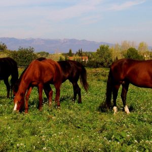 Temps de Terra Chevaux