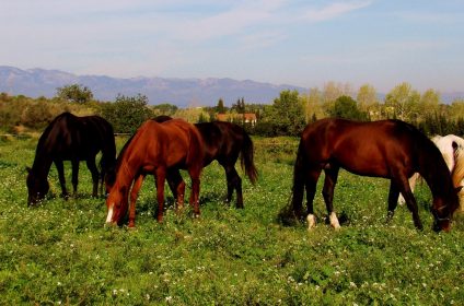 Cavalls Temps de Terra