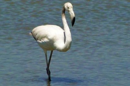 Flamingo Riet Vell