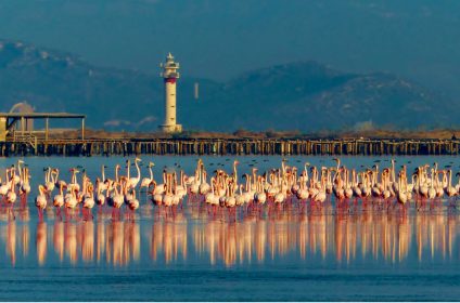 Flamencs Del Delta