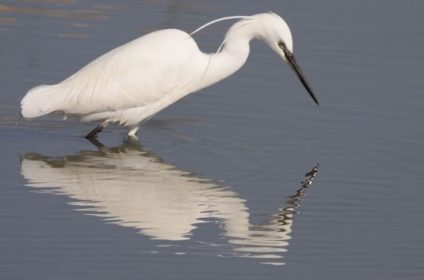 Delta Del Ebro Aves