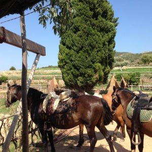 Caballos Temps De Terra