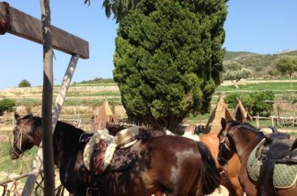 Caballos Temps De Terra