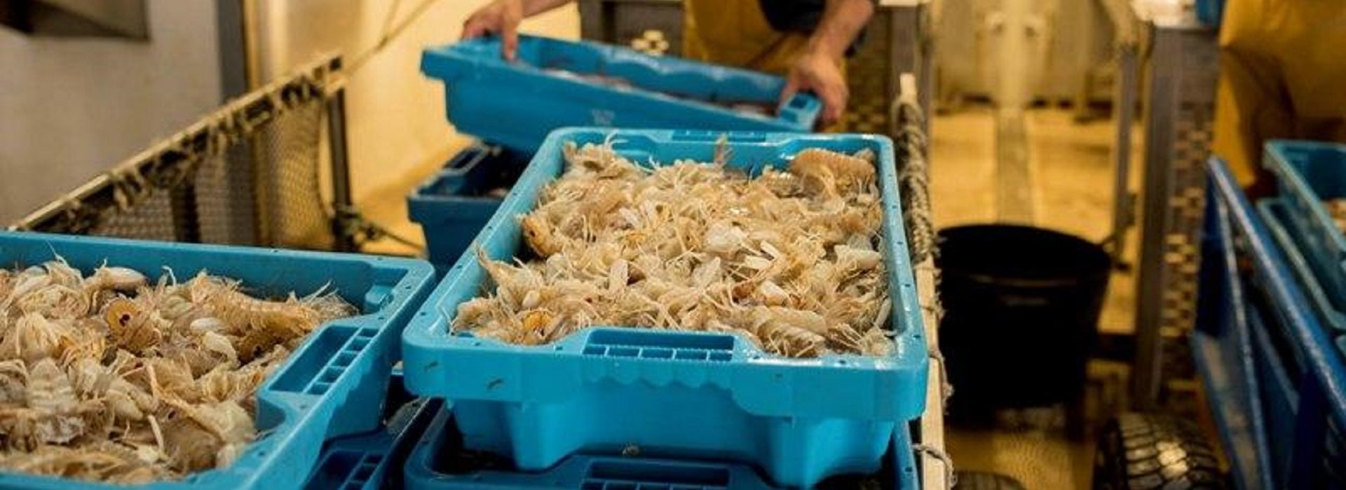 Visite Du Marche Aux Poissons Et Du Port de Sant Carles de La Rapita