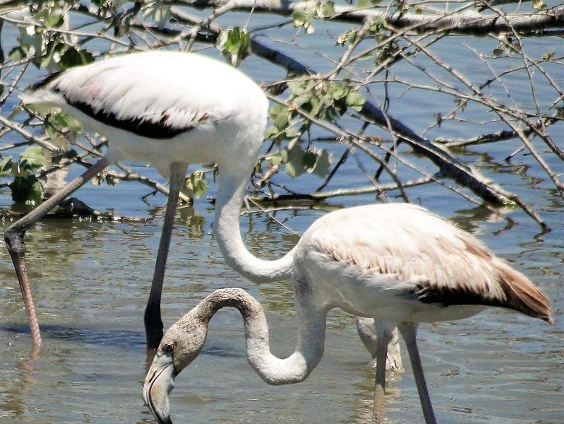 Donde ver Los Flamencos Delta Del Ebro