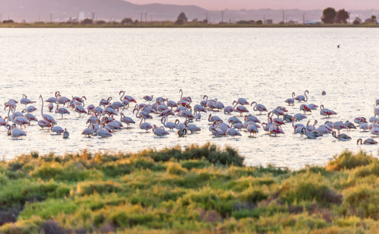 Flamencos en el Mirador de la Laguna de La Tancada