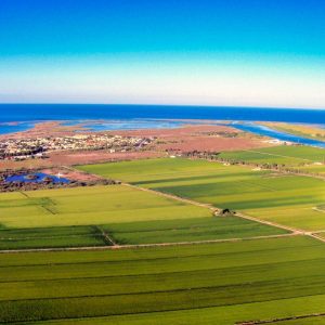 JtVg cebolla voladora 5 | Turismo Delta del Ebro