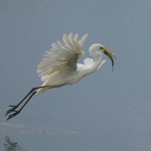 240787787 10158737575353992 3803890759424586937 n | Turismo Delta del Ebro