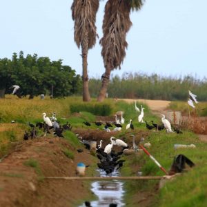 240799347 10158737575393992 879483490866628482 n | Turismo Delta del Ebro