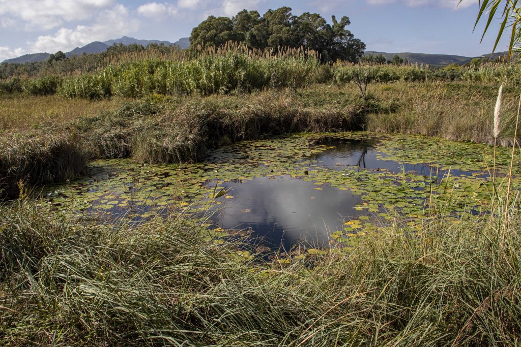 Ullals de Baltasar Delta de l'Ebre